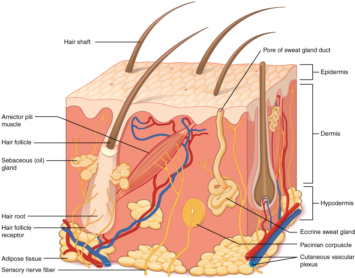 Diagram of the layers of the skin: epidermis, dermis and hypodermis (subcutaneous tissue).